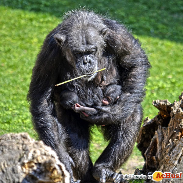 /public/fotos3/Mellizos-chimpances-22022019.jpg