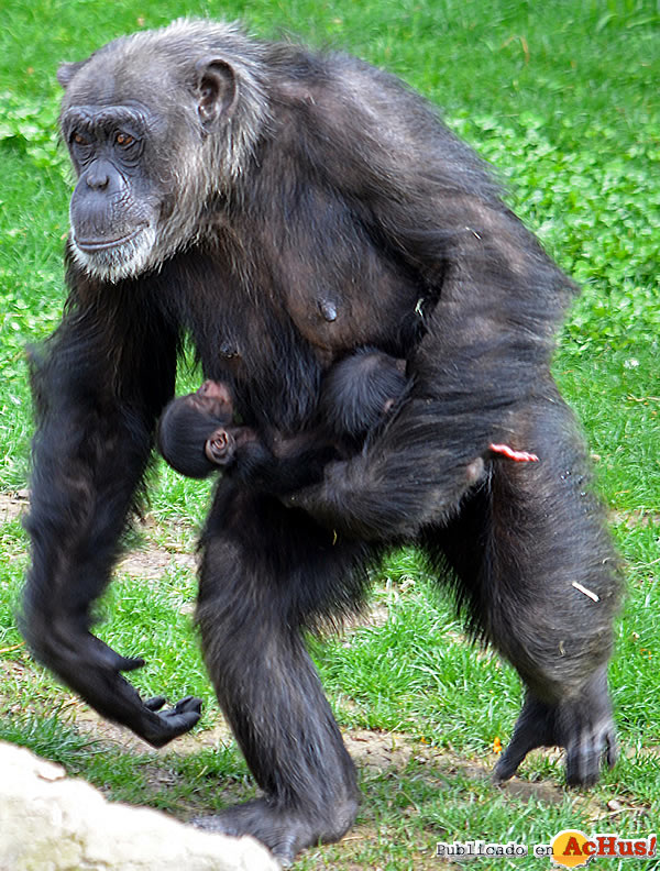 /public/fotos3/Mellizos-de-chimpance-12032019.jpg