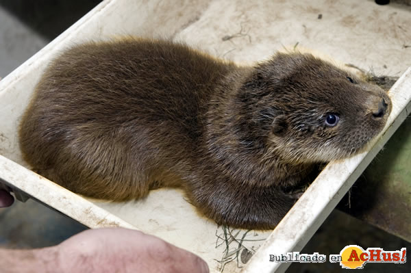 /public/fotos3/Nutria-europea-09082016.jpg