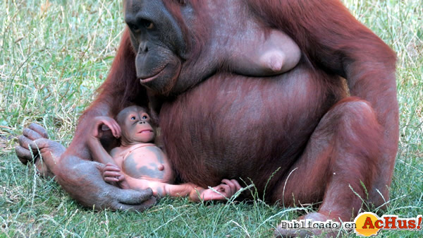 /public/fotos3/Orangutan-Caring-Week-10112016.jpg