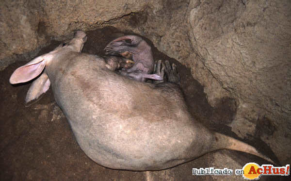/public/fotos3/Oricteropos-cerdos-hormigueros-04032016.jpg