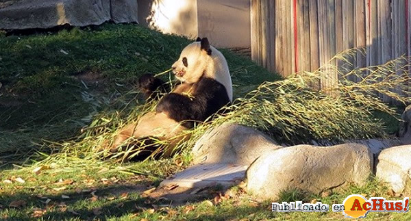 /public/fotos3/Oso-panda-gigante-al-atardecer-13072018.jpg