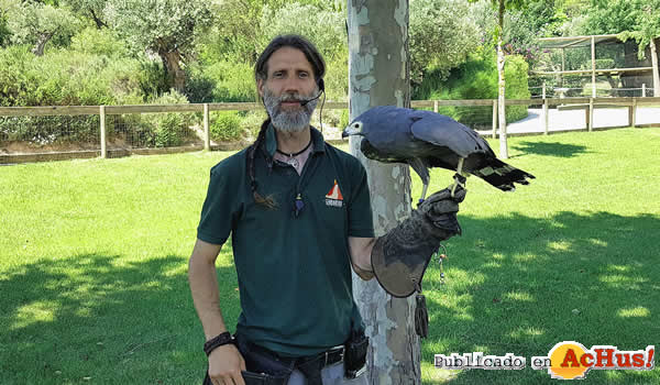 /public/fotos3/Pablo-Bracamonte-aguilucho-caricalvo-20062018.jpg