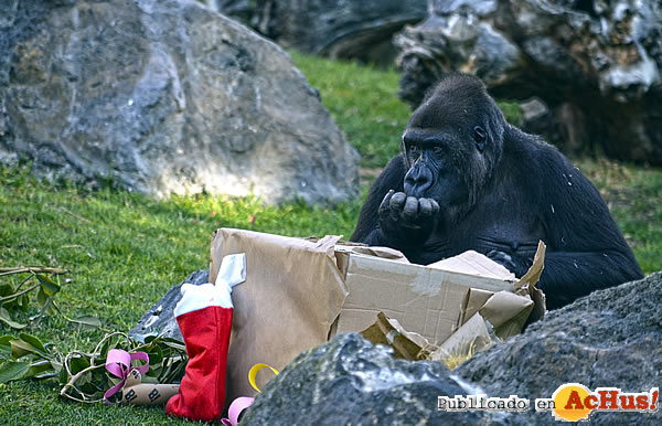 /public/fotos3/Papa-Noel-gorila-Fossey-23122017.jpg