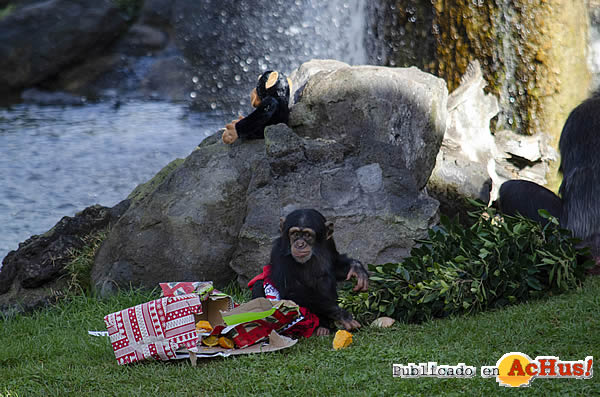 /public/fotos3/Regalos-Papa-Noel-Chimpances-23122020.jpg