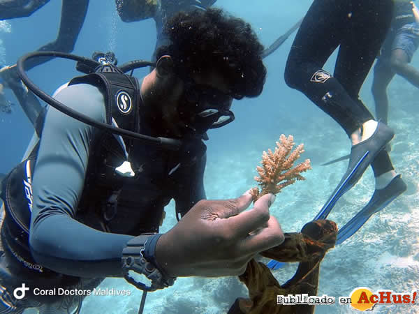 /public/fotos3/Rehabilitacion-de-corales-en-Maldivas-CoralDoctors-07062019.jpg