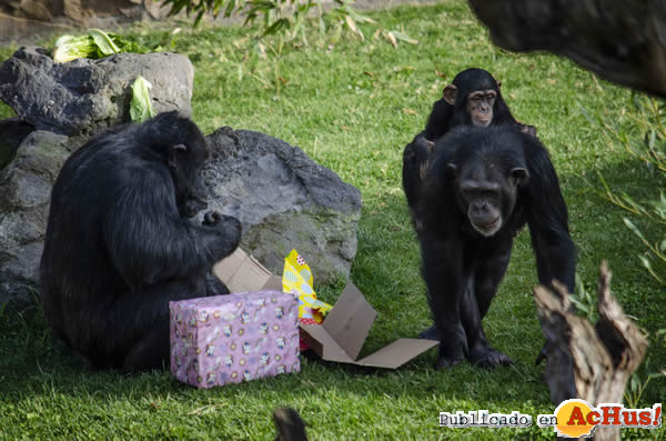 /public/fotos3/Reyes-Magos-familia-de-chimpances-07012020.jpg