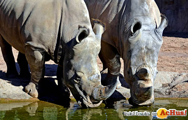 /public/fotos3/Rinocerontes-blancos-03062016.jpg