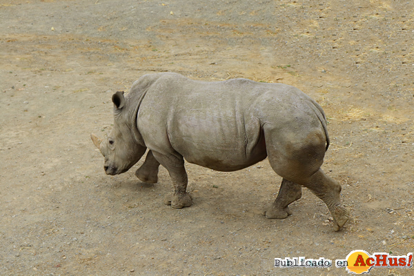 /public/fotos3/Setemba-el-joven-Rinoceronte-Blanco-de-SWA.jpg