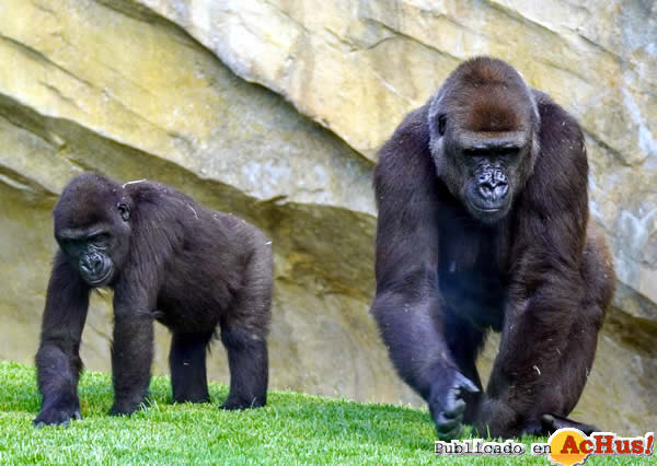 /public/fotos3/Virunga-y-Nalani-gorilas-18082020.jpg