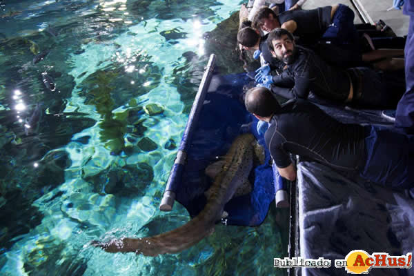 /public/fotos3/analitica-de-sangre-voluntaria-a-tiburones-04032017.jpg