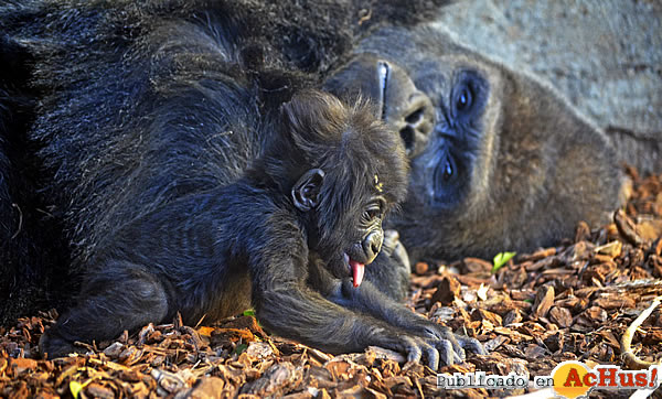 /public/fotos3/bebe-gorila-VIRUNGA-05122016.jpg