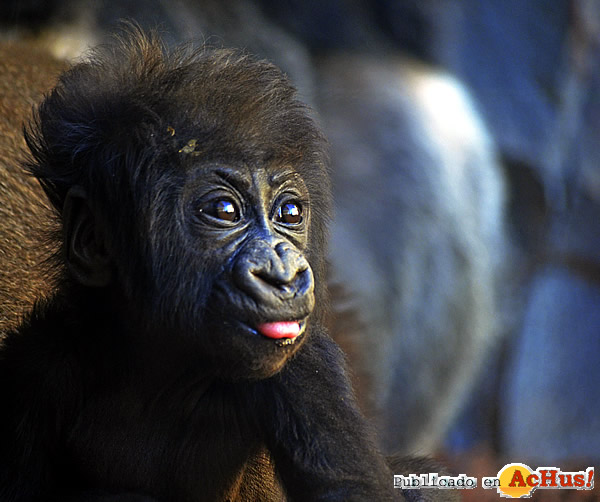 /public/fotos3/bebe-gorila-VIRUNGA-18112016.jpg