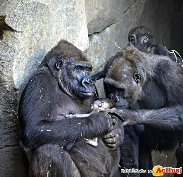 /public/fotos3/bebe-gorila-recien-nacido-09032018.jpg
