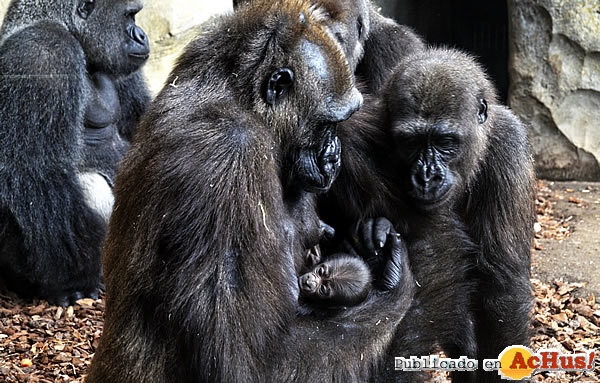 /public/fotos3/bebe-gorila-recien-nacido-25072017.jpg