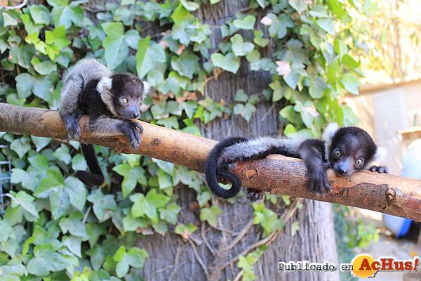 /public/fotos3/bebes-lemur-24072019.jpg