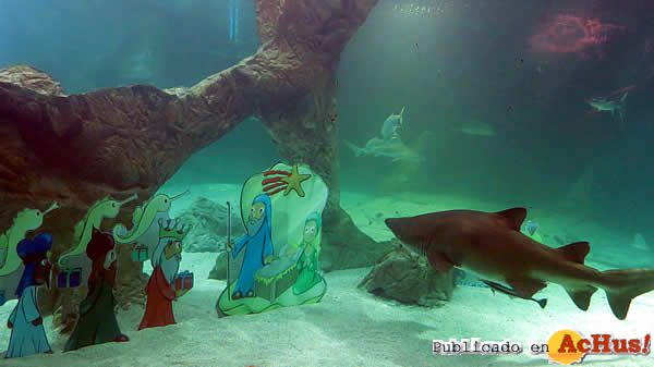 /public/fotos3/belen-con-tiburones-19122019.jpg