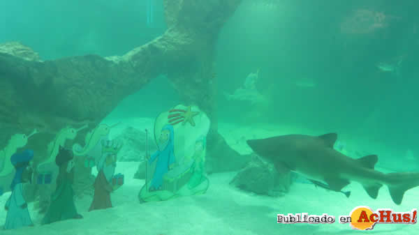 /public/fotos3/belen-tiburones-zoo-aquarium-madrid-18122018.jpg