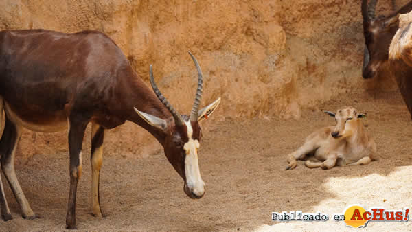 /public/fotos3/blesbok-10072020.jpg