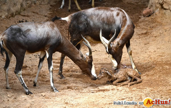 /public/fotos3/blesbok-recien-nacido-21092016.jpg