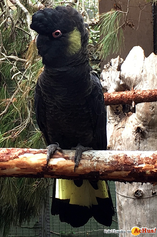 /public/fotos3/cacatua-funebre-de-Tasmania-20092016.jpg