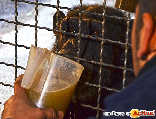 /public/fotos3/caldos-calientes-para-chimpances-19012017.jpg