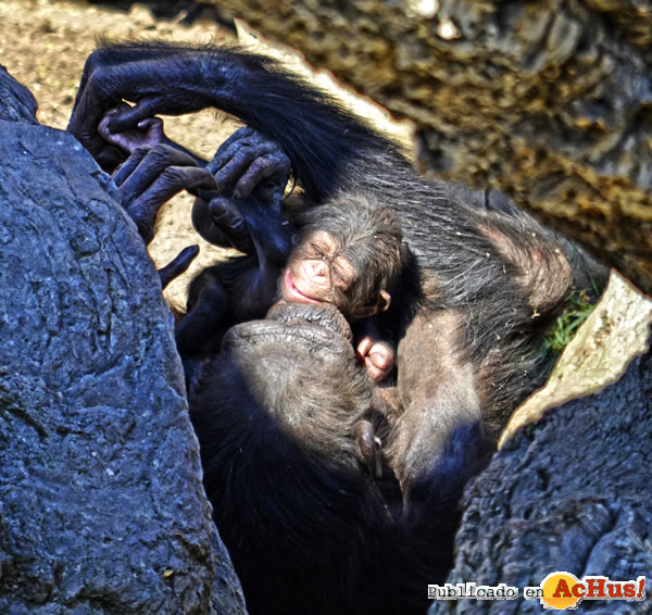 /public/fotos3/chimpance-con-su-bebe-recien-nacido-18042018.jpg