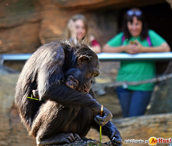 /public/fotos3/chimpances-05092018.jpg