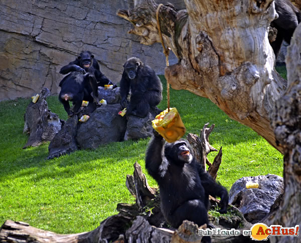 /public/fotos3/chimpances-06072016.jpg