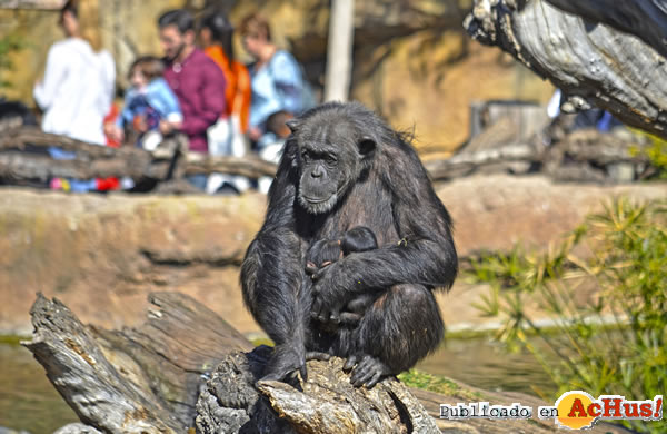 /public/fotos3/chimpances-28022019.jpg