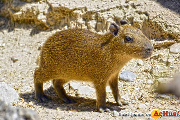 /public/fotos3/cria-capibara-31052019.jpg