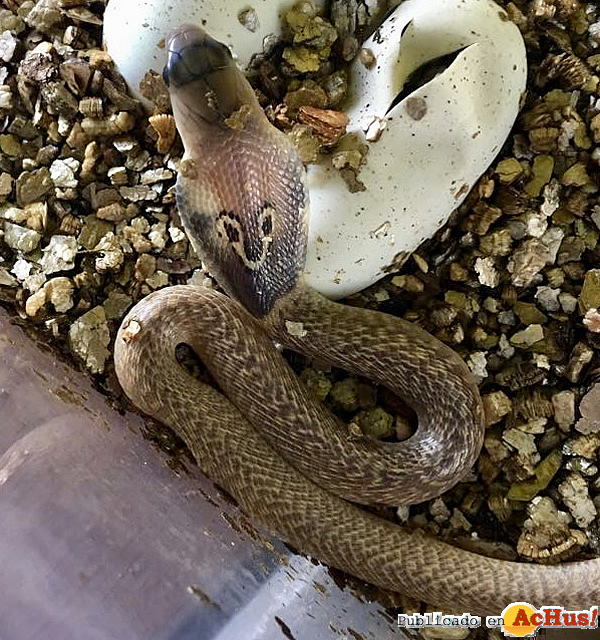 /public/fotos3/cria-cobra-anteojo-11102018.jpg