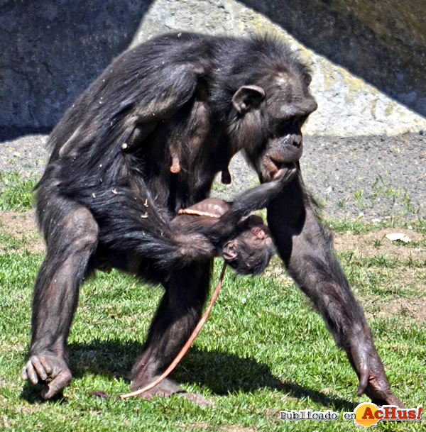 /public/fotos3/cria-de-chimpance-18042018.jpg