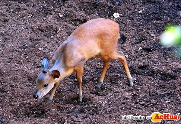 /public/fotos3/cria-de-duiker-rojo-11072018.jpg
