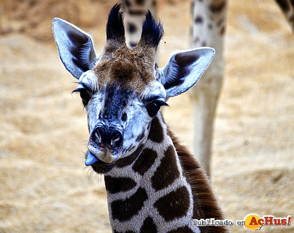 /public/fotos3/cria-de-jirafa-Baringo-10012017.jpg