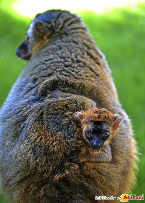 /public/fotos3/cria-de-lemur-frentirrojo-08042016.jpg