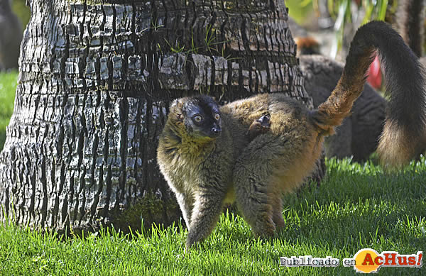 /public/fotos3/cria-de-lemur-frentirrojo-21032016.jpg