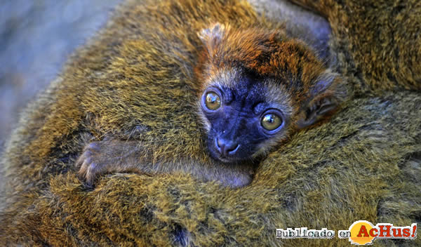 /public/fotos3/cria-lemur-frentirrojo-08042016.jpg