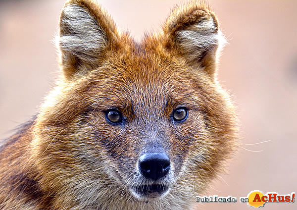 /public/fotos3/dhole-15112019.jpg