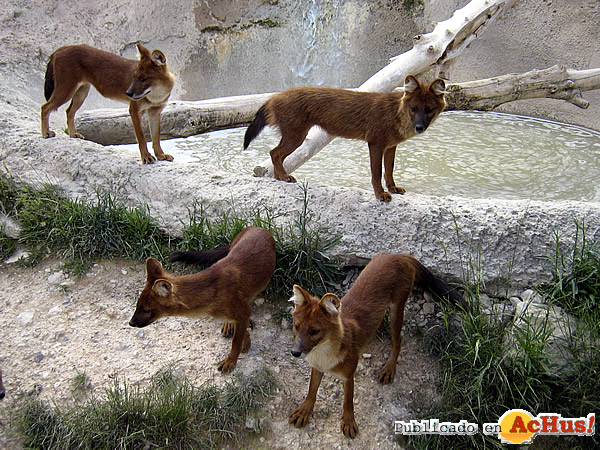 /public/fotos3/dholes-27012017.jpg
