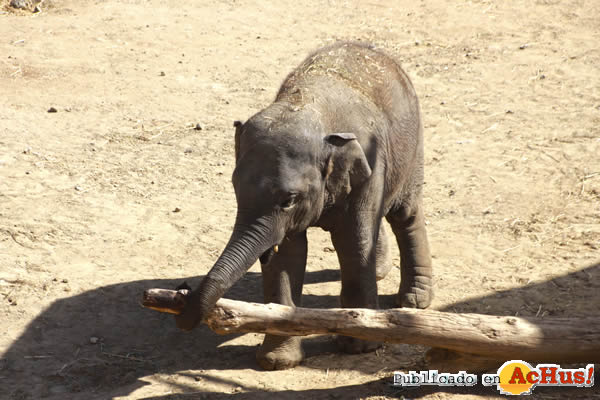 /public/fotos3/elefante-26022016.jpg