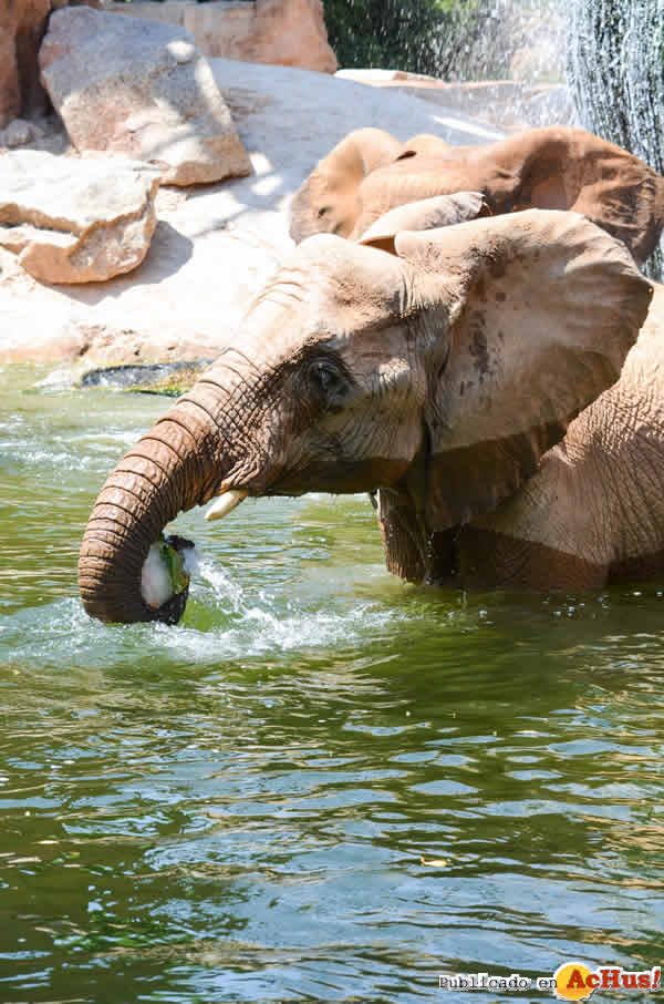 /public/fotos3/elefante-comiendo-helado-03082018.jpg