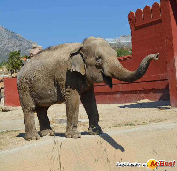 /public/fotos3/elefante-tnb-11022019.jpg