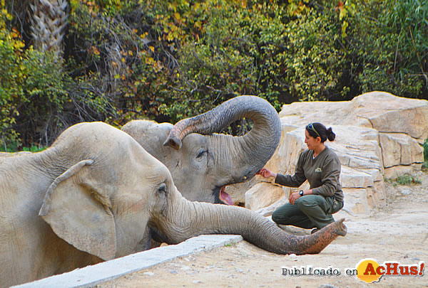 /public/fotos3/elefantes-10032017.jpg