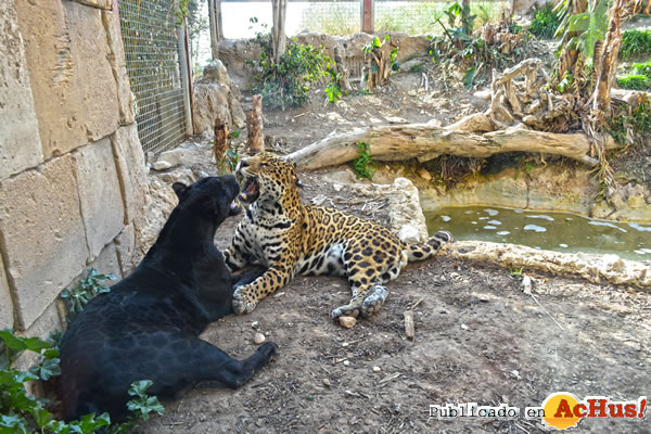 /public/fotos3/foto-jaguares-18012017.jpg