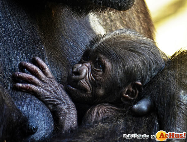 /public/fotos3/gorila-Ali-y-su-bebe-1704219.jpg