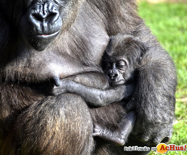 /public/fotos3/gorila-Nalani-y-bebe-06102016.jpg