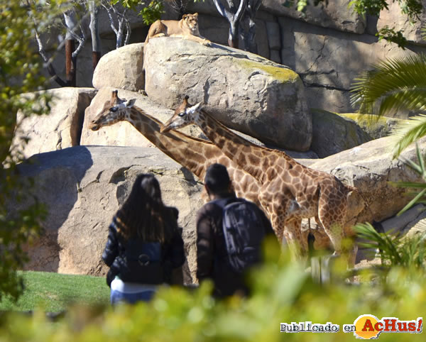 /public/fotos3/jirafas-y-leones-01042019.jpg