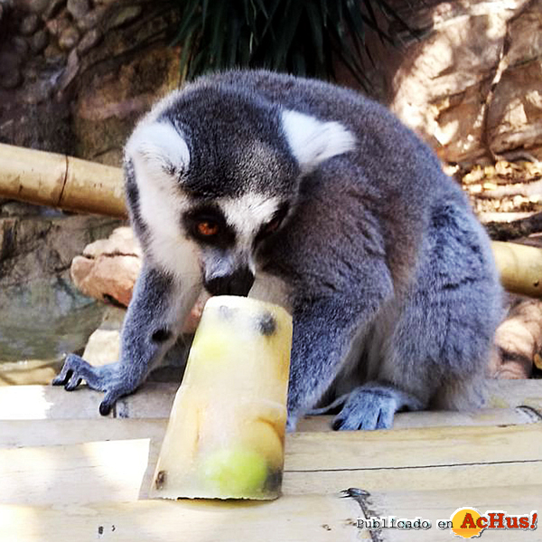 /public/fotos3/lemur-helado-mundomar-23082017.jpg