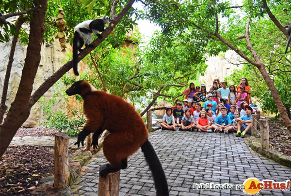 /public/fotos3/lemures-en-Madagascar-22052019.jpg